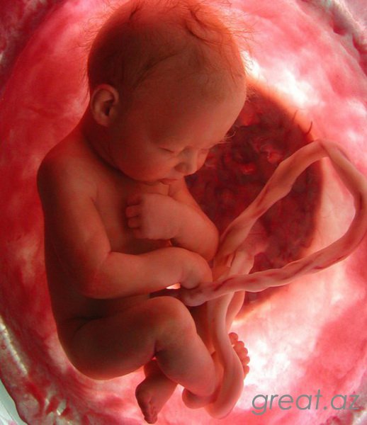 Что ощущает малыш в утробе?