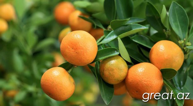 Mandarinlər haqqında maraqlı faktlar