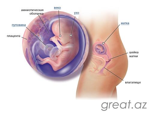 12 неделя беременности - размер плода, пол ребенка на узи