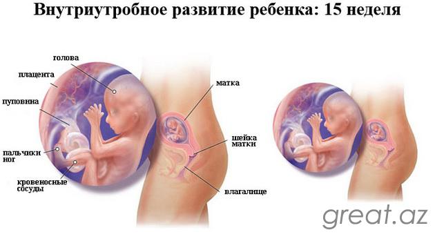 15 неделя беременности - шевеления плода и толчки, ощущения