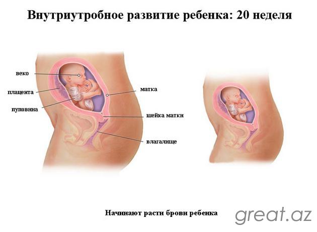 20 неделя беременности - шевеления, размер и вес плода