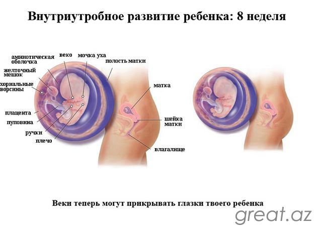 8 неделя беременности - ощущения женщины, размер живота