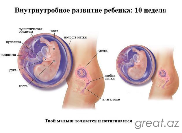 10 неделя беременности - признаки и ощущения женщины, размер плода