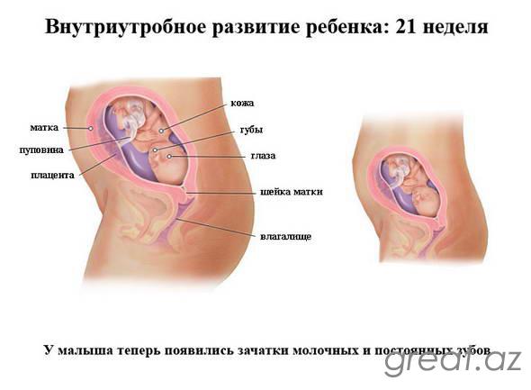 21 неделя беременности - шевеления плода, прибавка в весе, определение пола
