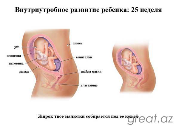 25 неделя беременности - размер и положение плода