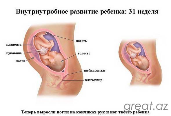 31 неделя беременности - шевеления плода, вес ребенка