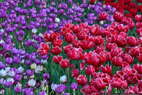 Красота крымских тюльпанов в Никитском ботаническом саду
