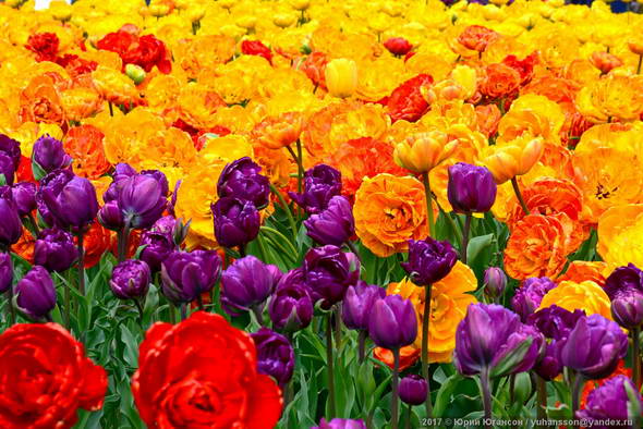 Красота крымских тюльпанов в Никитском ботаническом саду