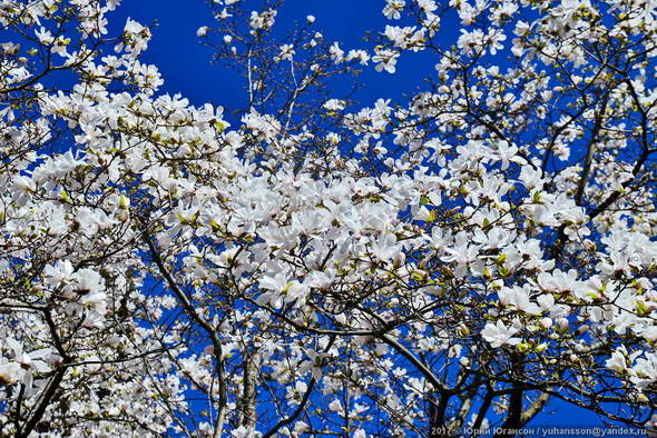 Цветение крымской магнолии. Красивые картинки цветов.