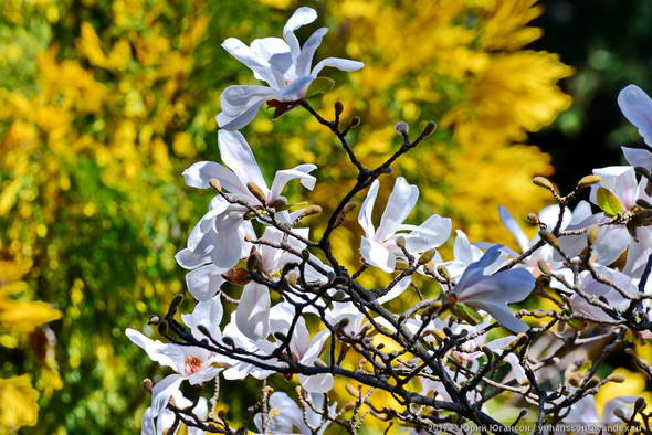 Цветение крымской магнолии. Красивые картинки цветов.