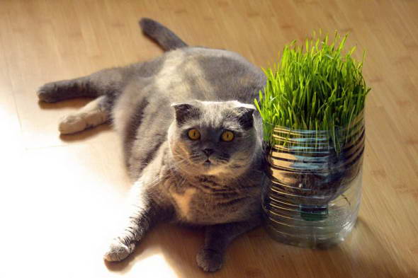 Трава для кошек: почему они ее едят?