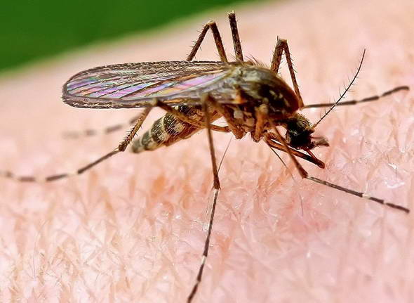 Какие средства помогают от комариных укусов