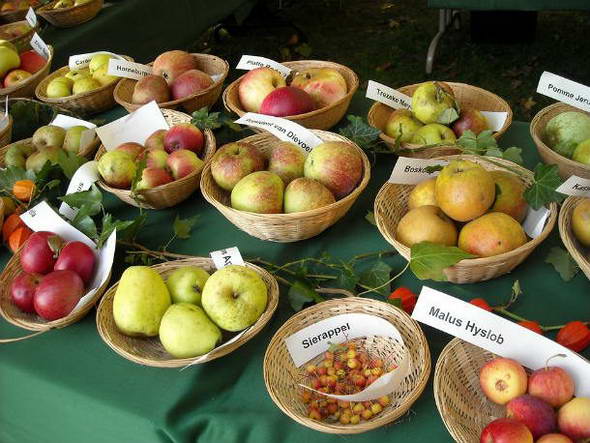 Любопытные факты о яблоках