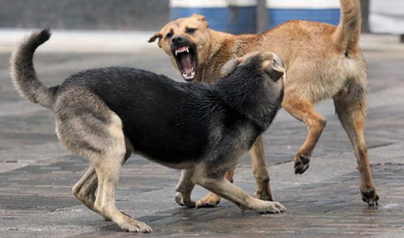 Что делать при нападении собаки