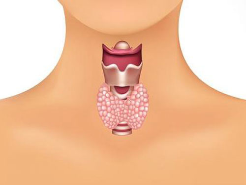 Для чего нужна щитовидная железа?