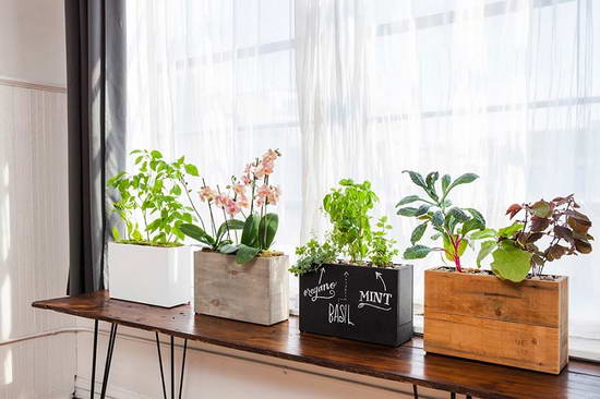 Лучшие комнатные растения с положительной энергией