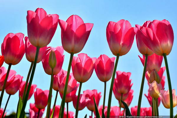 Красивые фотографии тюльпанов