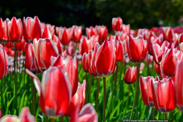 Красивые фотографии тюльпанов