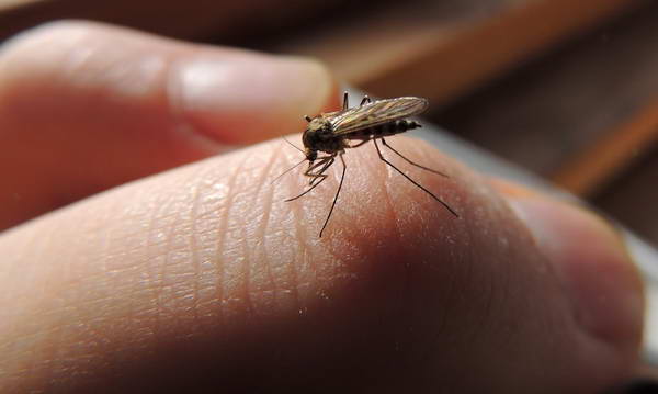 Натуральные средства защиты от комаров