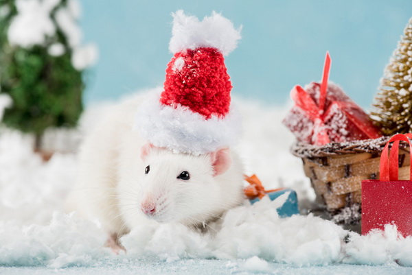Как украсить новогодние салаты в год Крысы