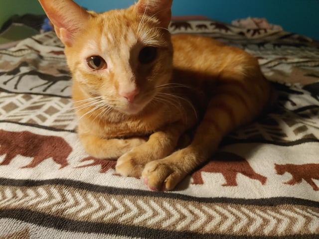 Как лечить цистит дома если нет возможности пойти к врачу